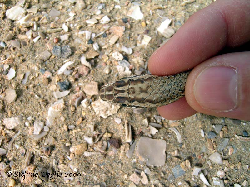 Psammophis schokari